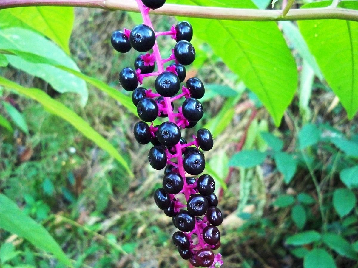 Фитолакка (Phytolacca Americana)