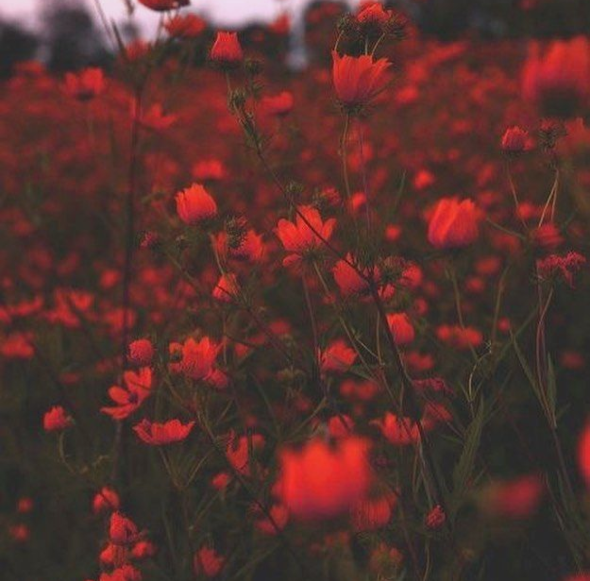 Природа красного цвета