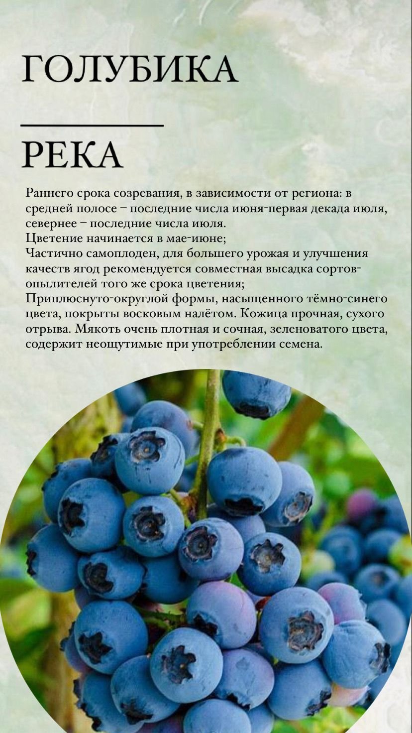 Многолетние ягоды на даче