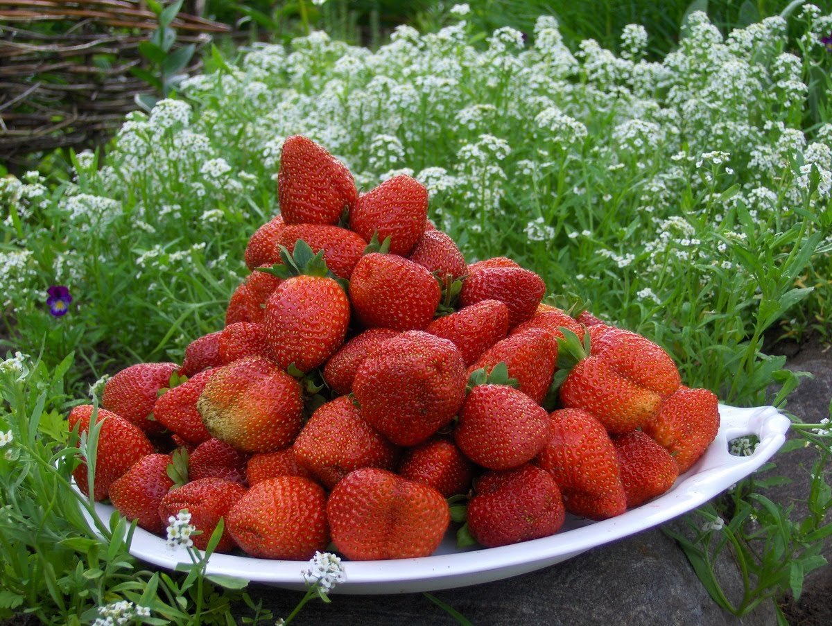 Клубника сорт Эвис Делайт