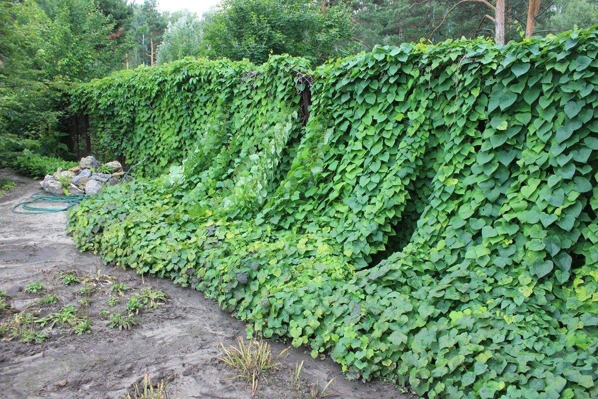 Луносемянник Даурский Лиана