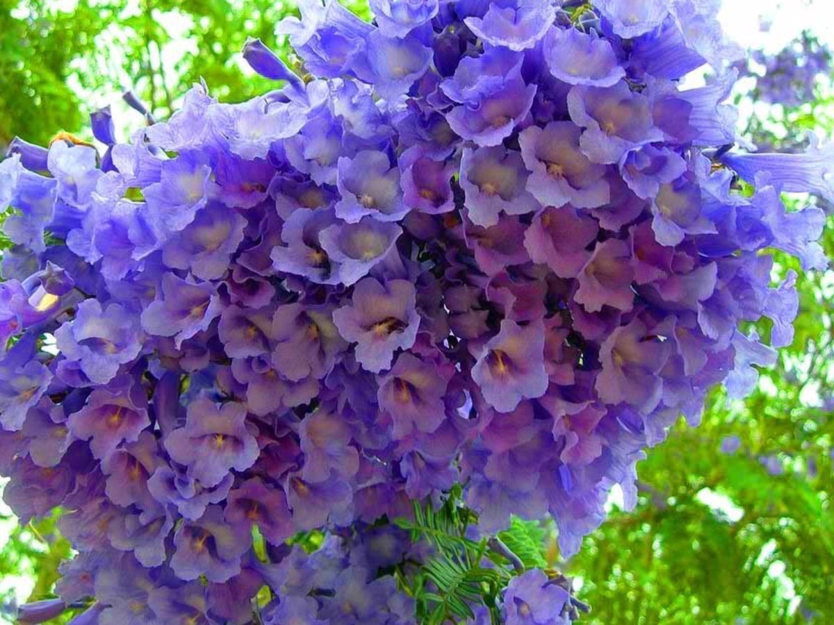 Самые душистые цветы для сада