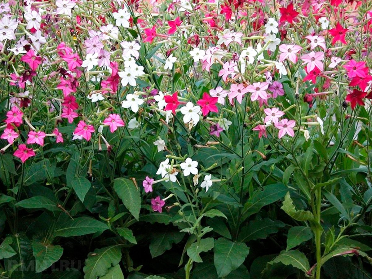 Табак душистый (Nicotiana alata)