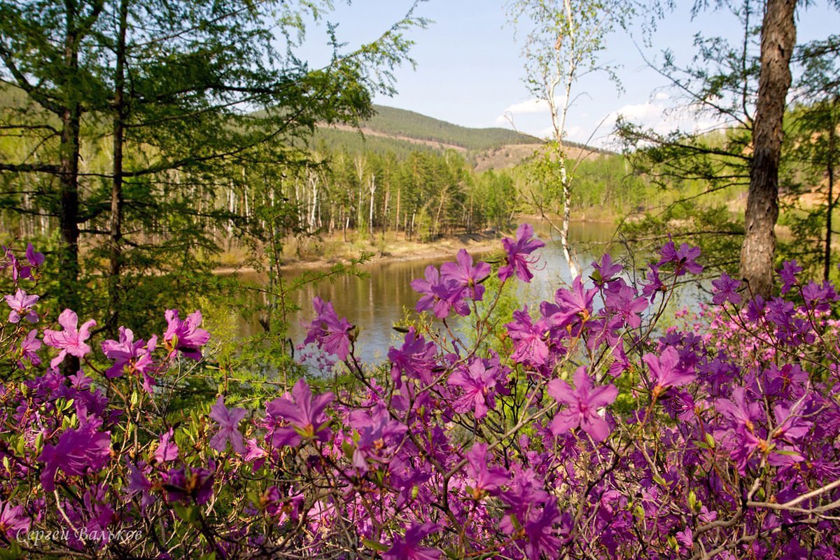 Багульник Забайкальский