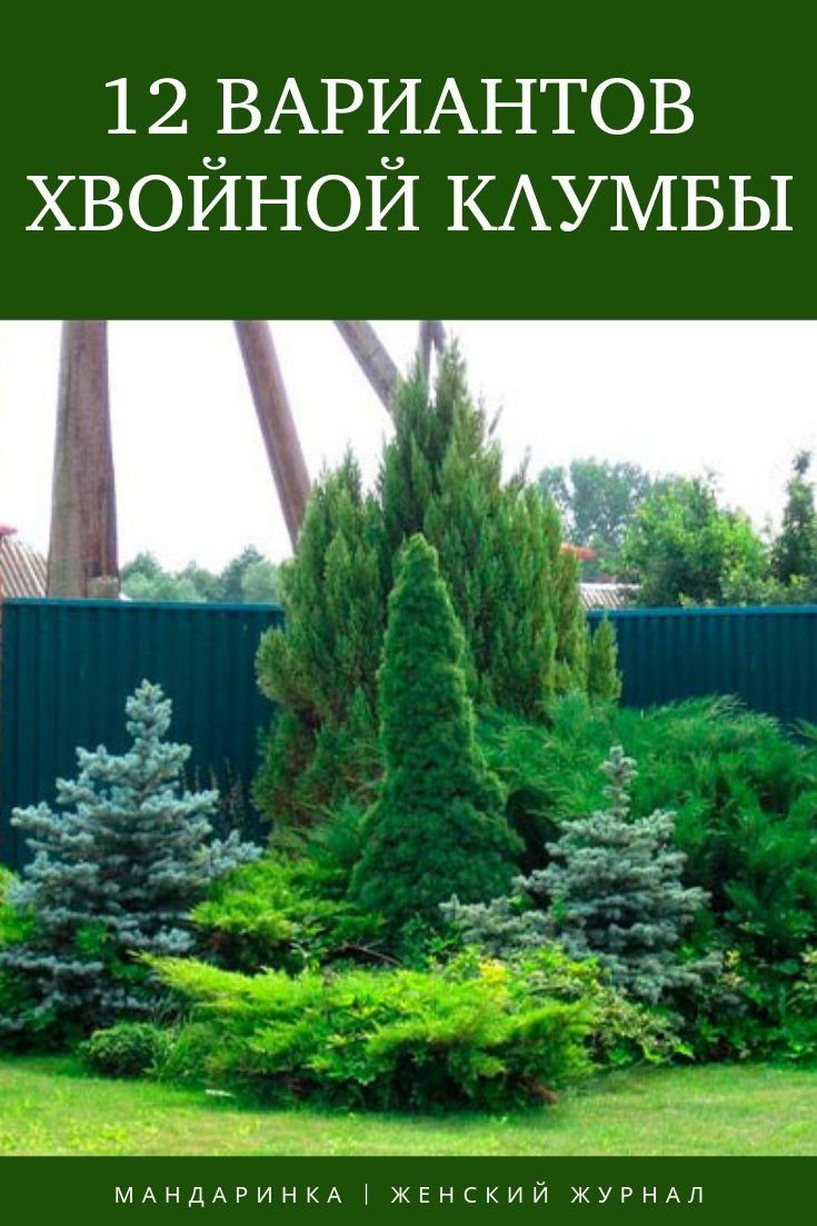 Туя Смарагд голубая ель миксбордер