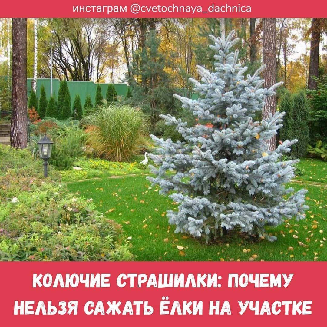 Ель колючая Хупси