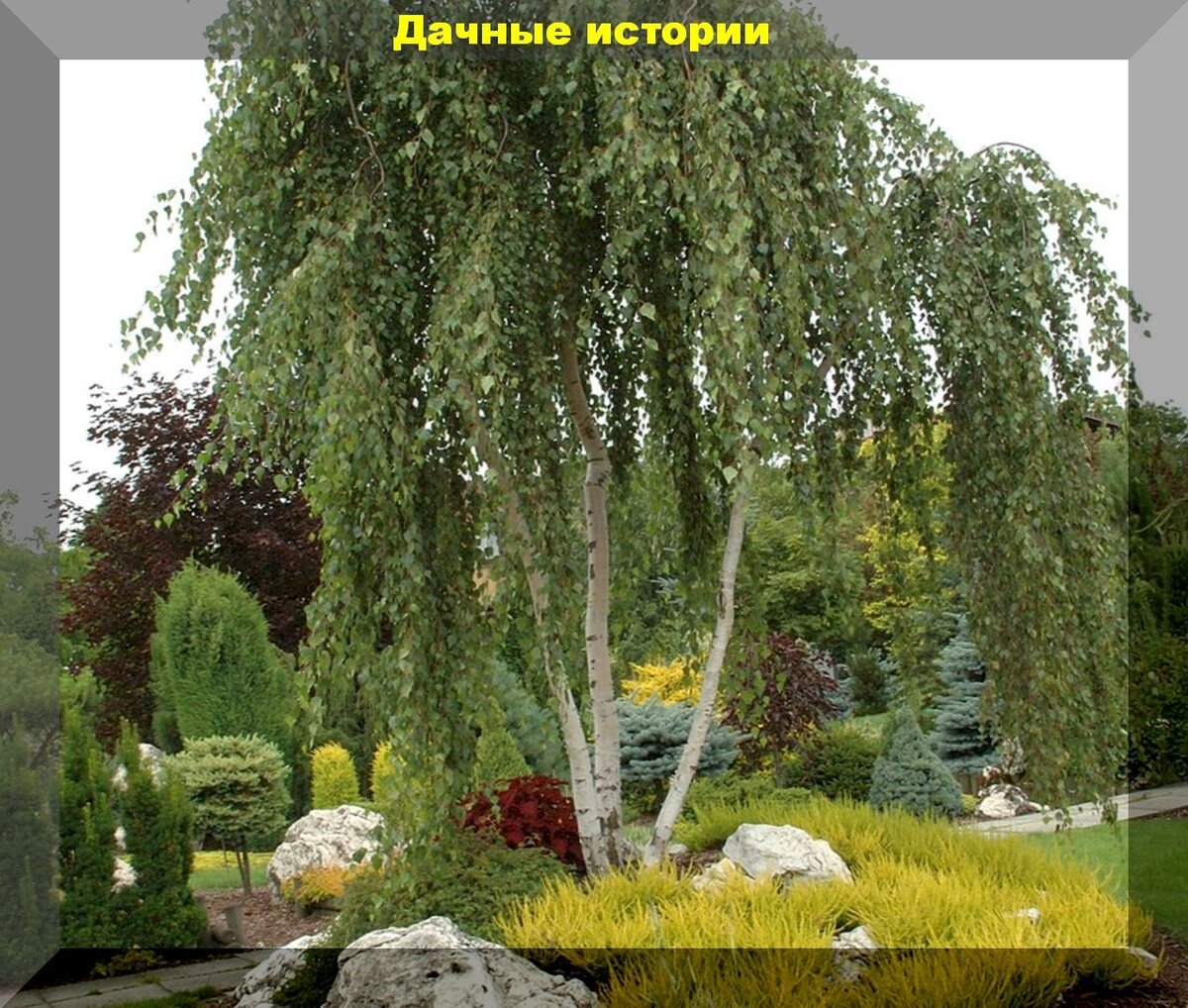 Ива повислая Вавилонская