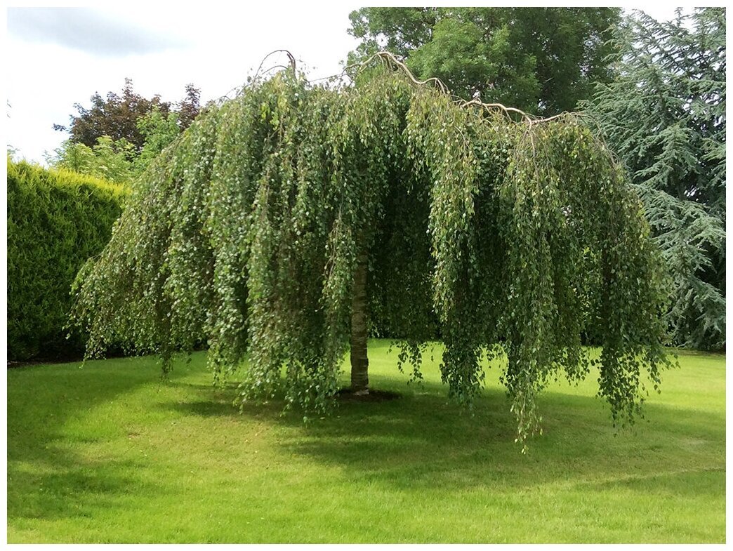 Береза повислая Юнги Betula pendula Youngii