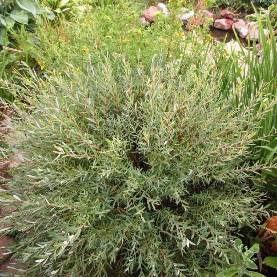 Ива (Salix) "шаровидный карлик"