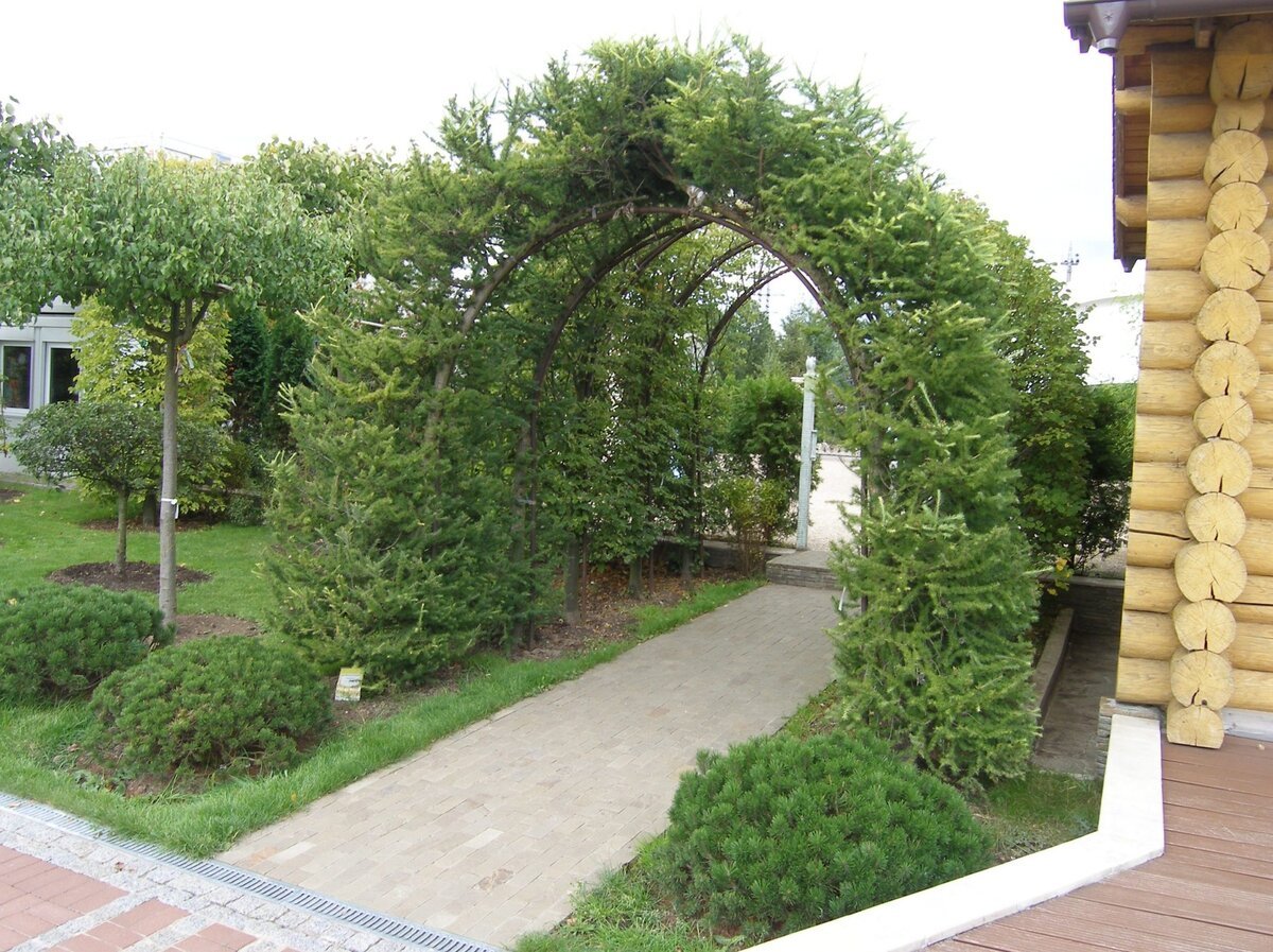 Лиственница Пендула арка