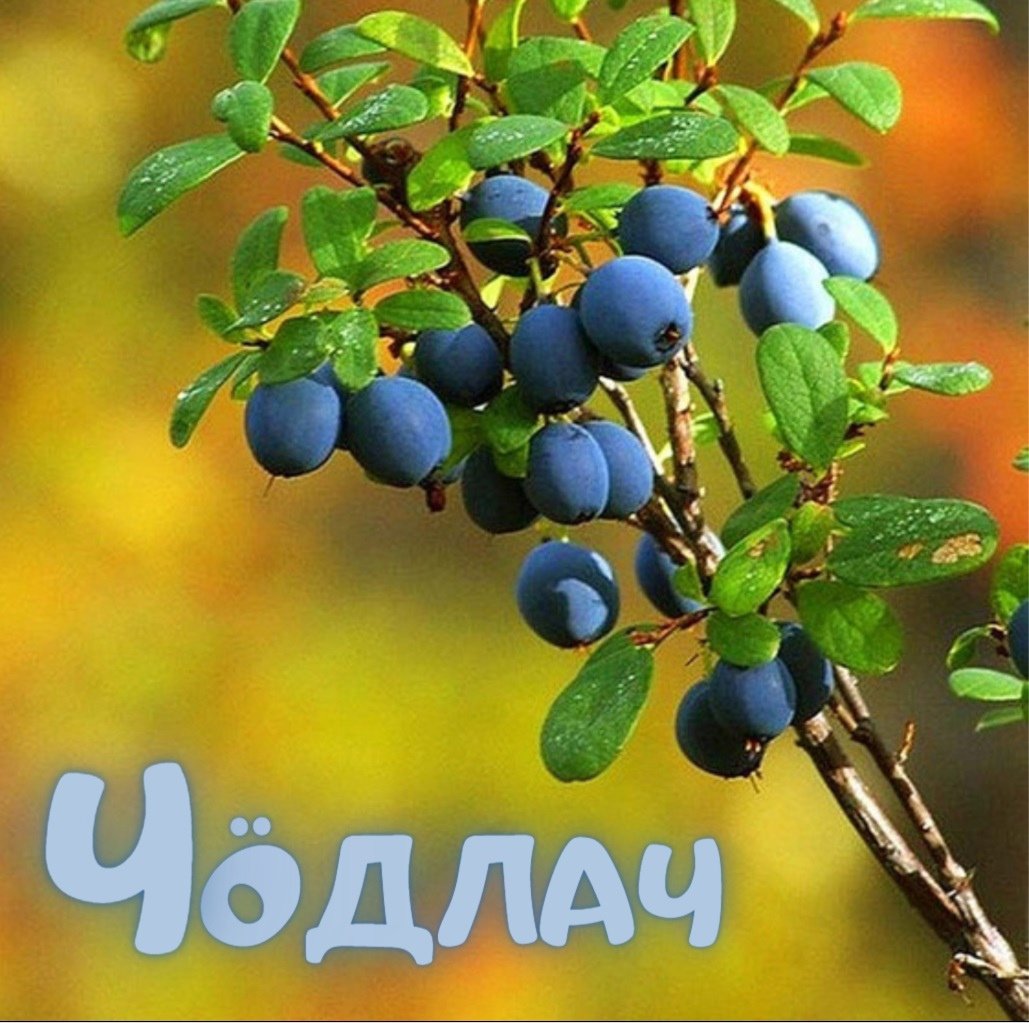 Голубика Лесная гонобобель