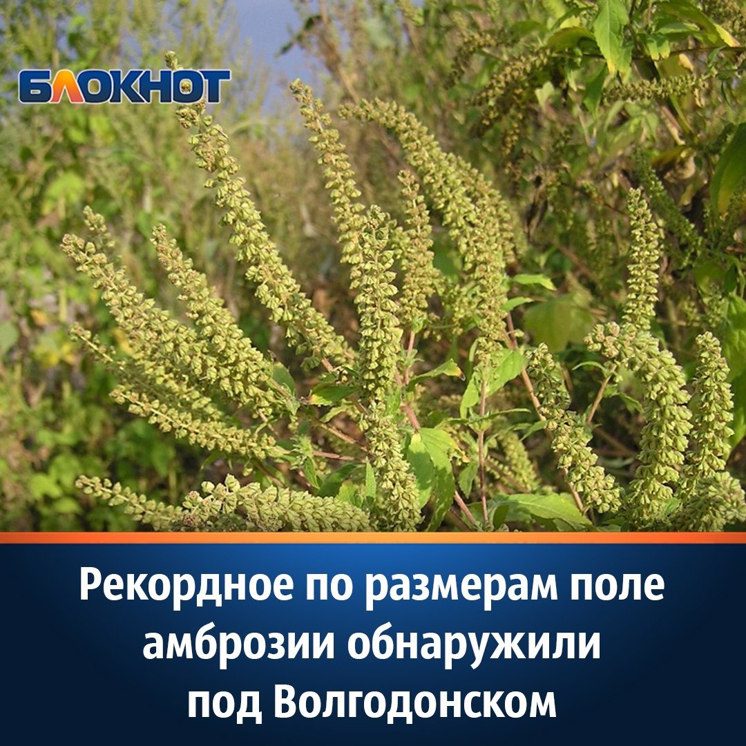 Амброзии