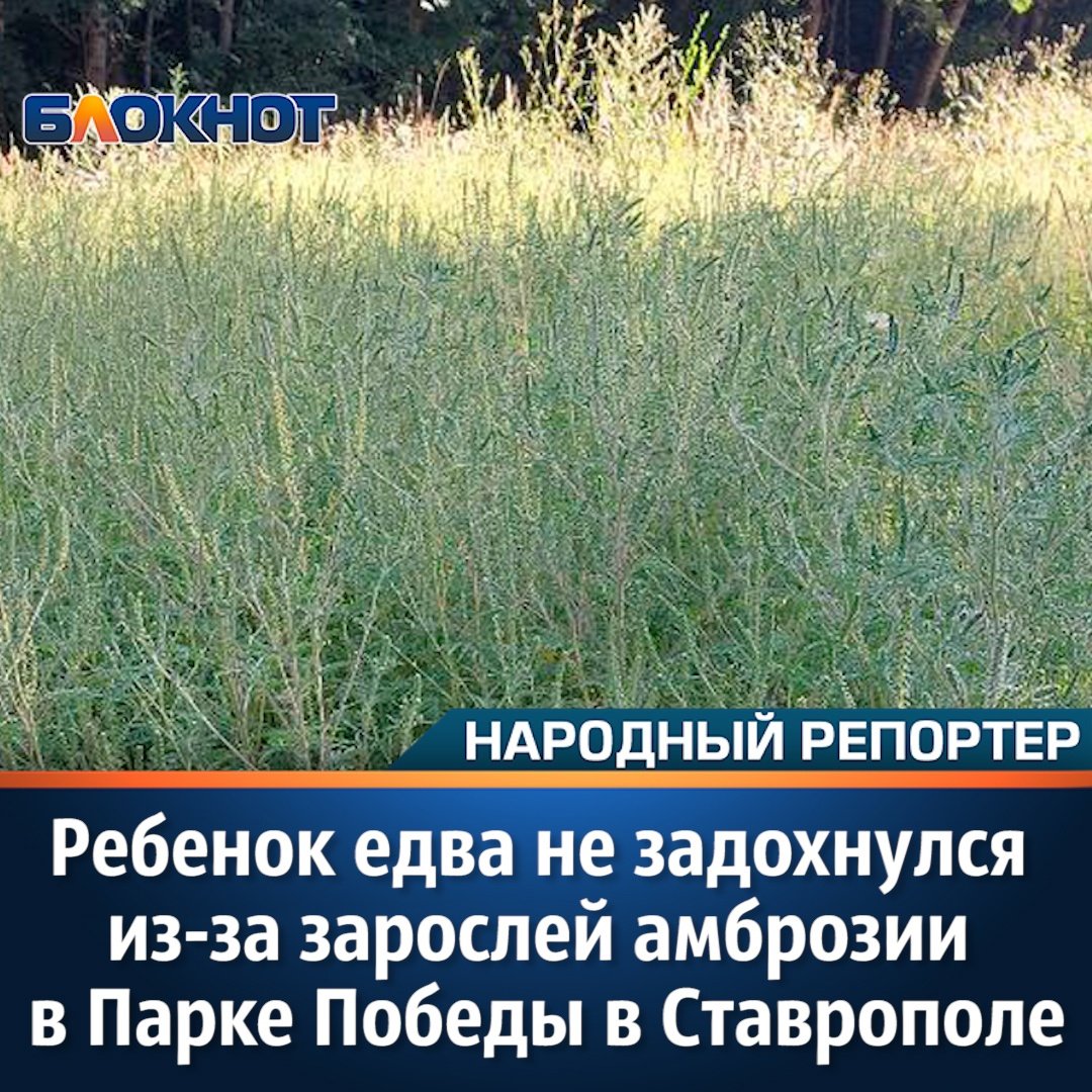 Статья про амброзию