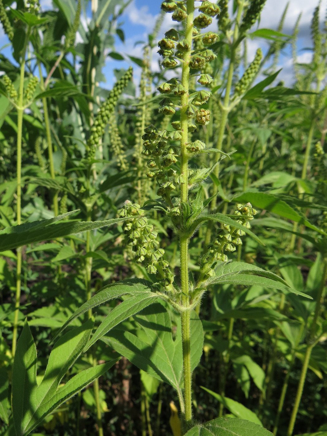 Ambrosia trifida l. (Asteraceae)