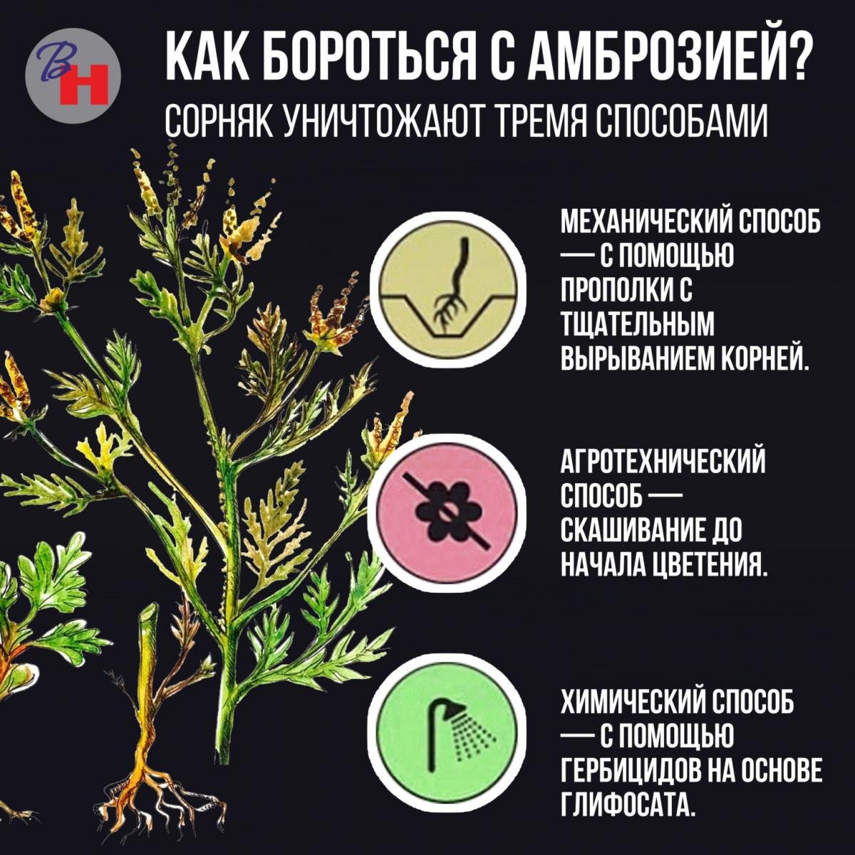 Опасный сорняк амброзия