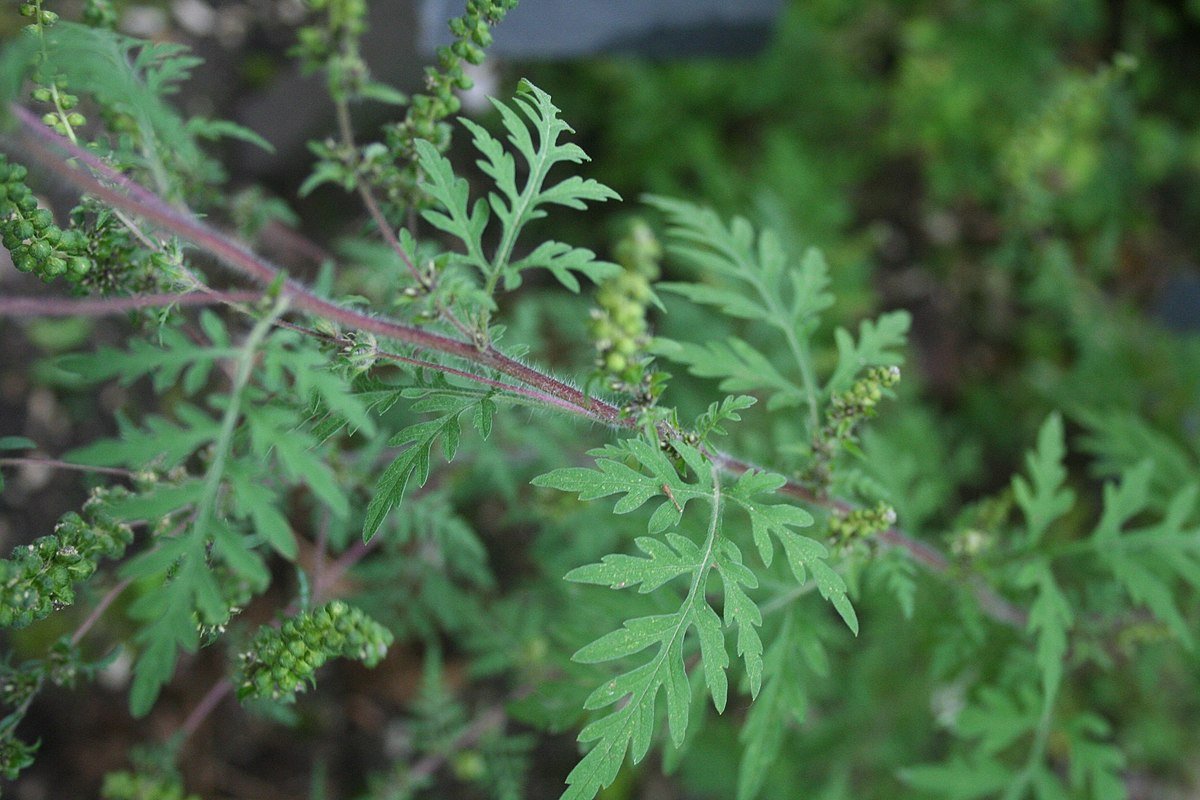 Ambrosia artemisiifolia Linnaeus