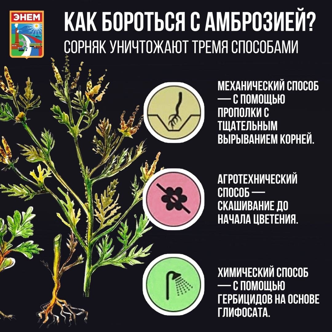 Амброзия аллерген