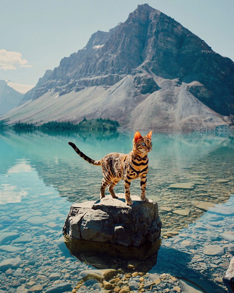 Сьюки кот путешественник