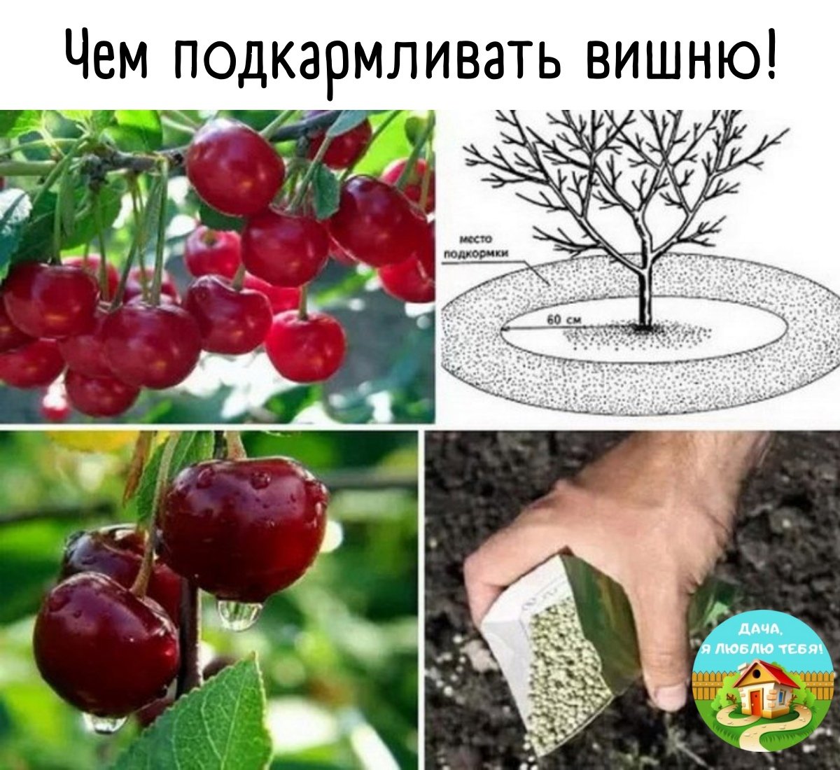 Удобрение вишни