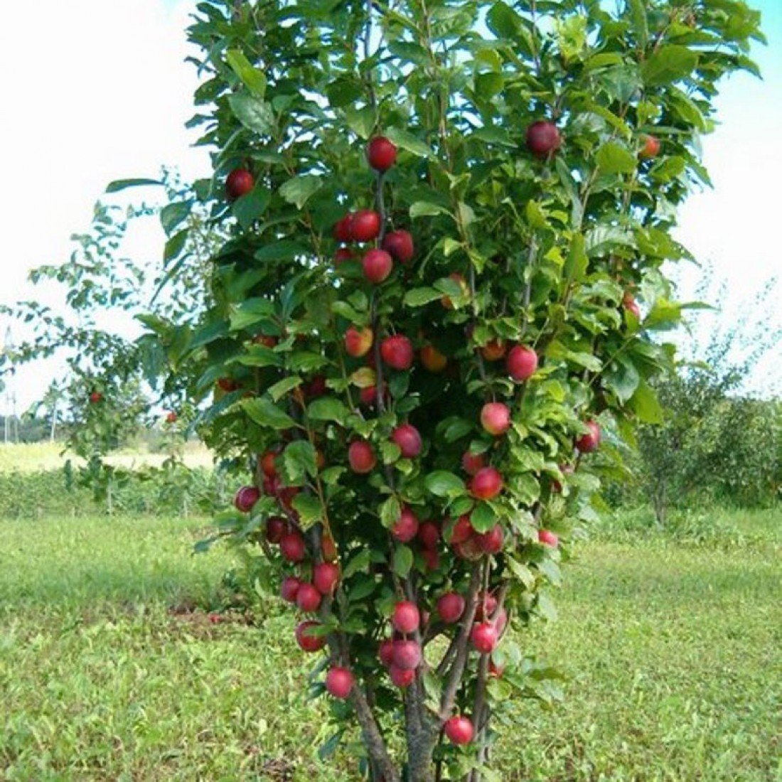 Карликовые плодовые деревья купить