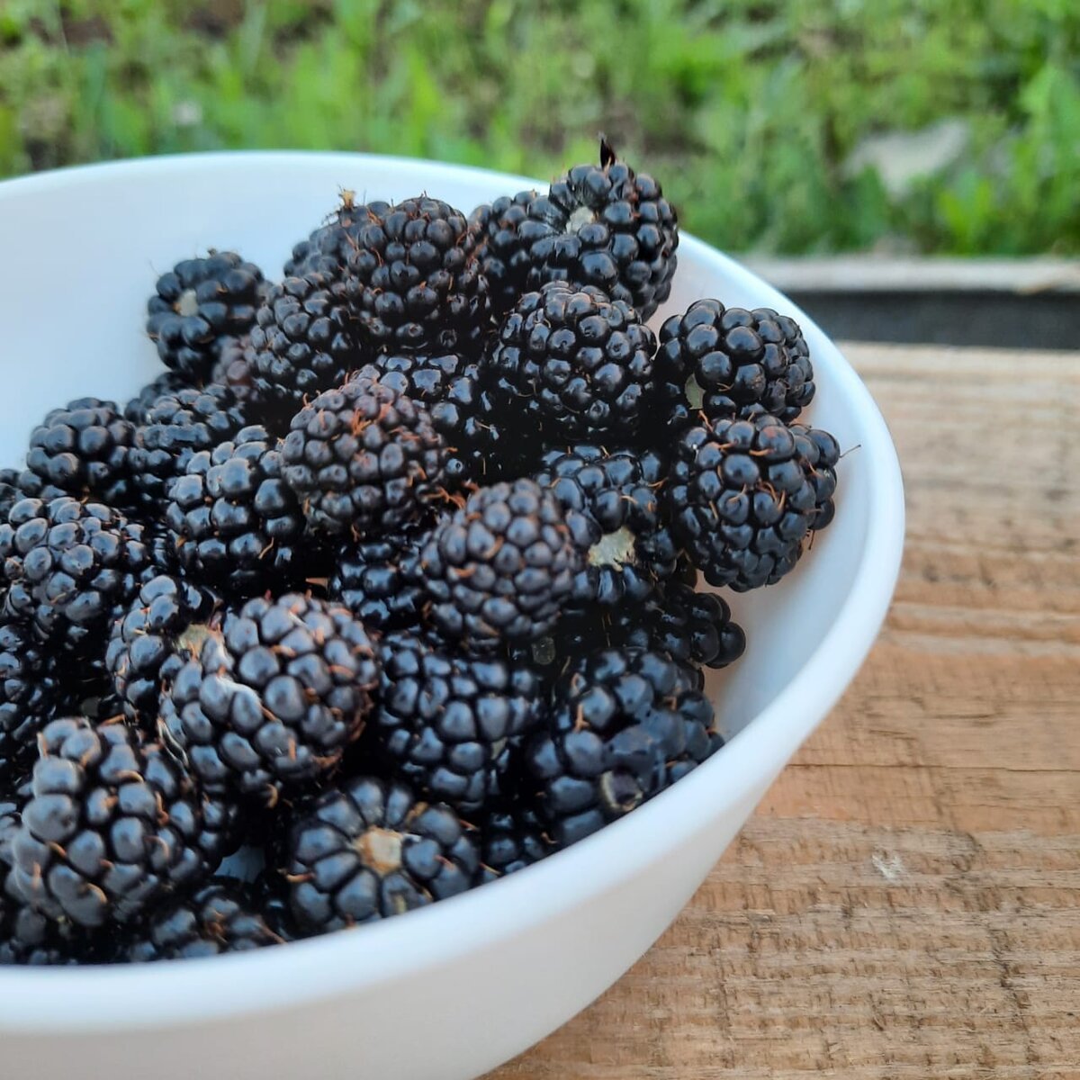 Куманика северная ягода