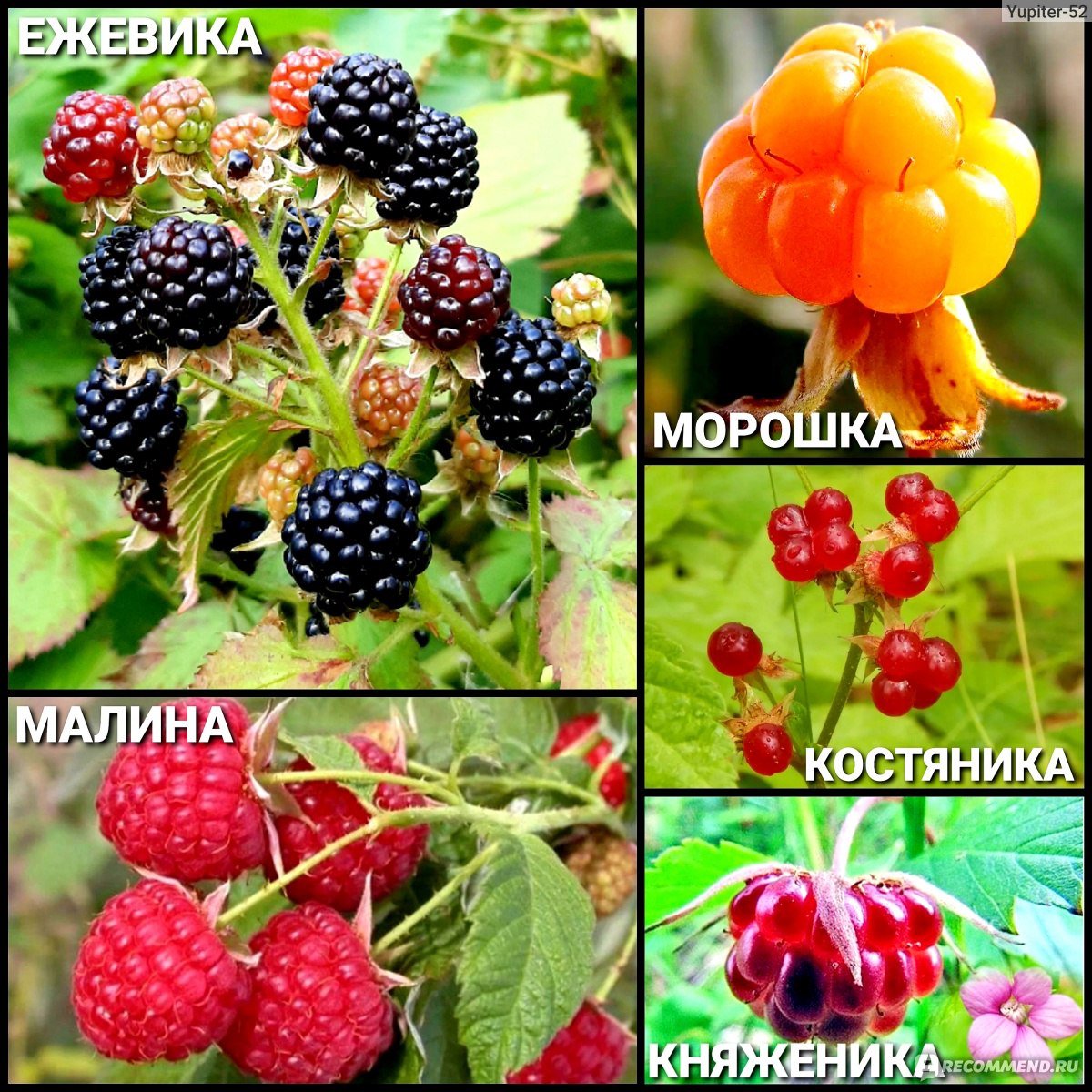 Ежевика росяника
