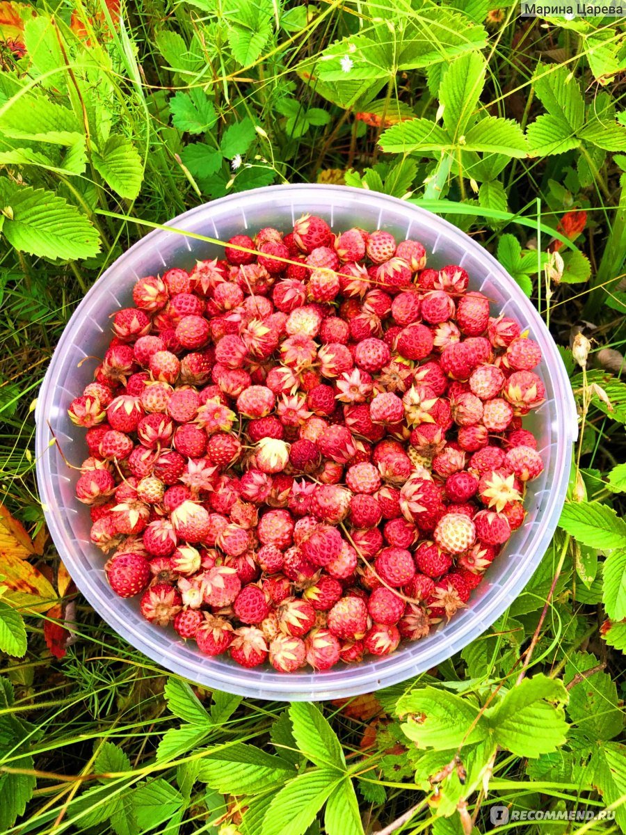 Лесная земляника и Лесная клубника