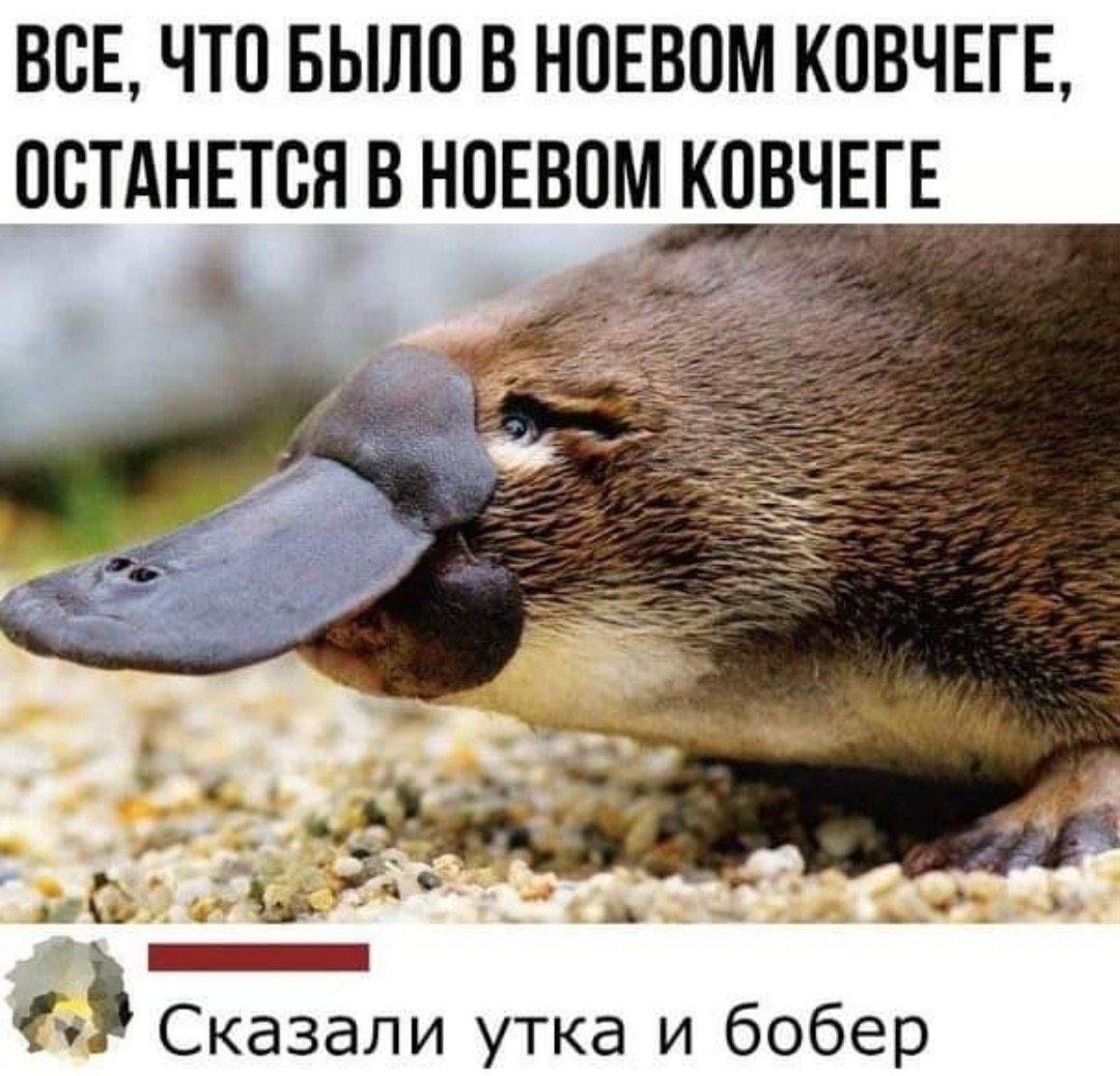 Утконос яйцекладущее