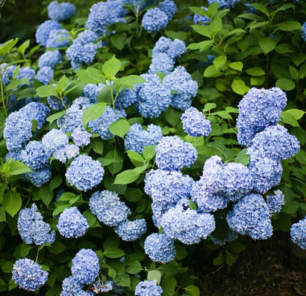 Гортензия Никко Блю крупнолистная