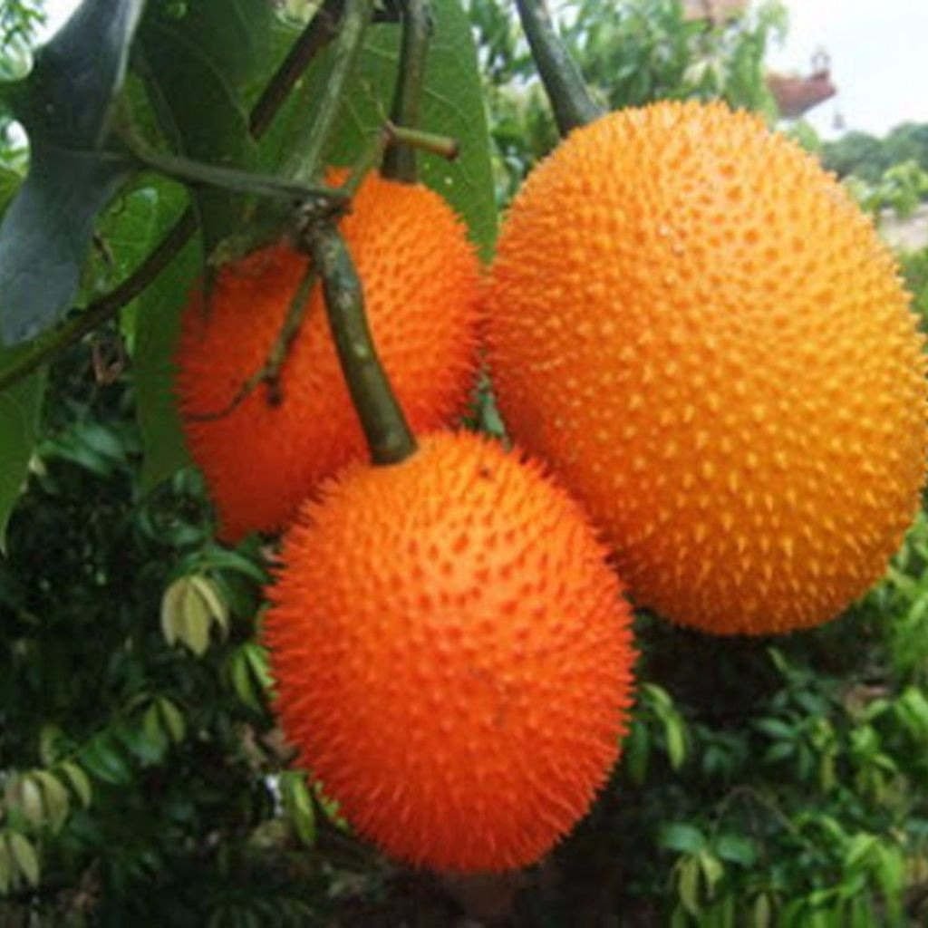 - Гак (Momordica cochinchinensis)