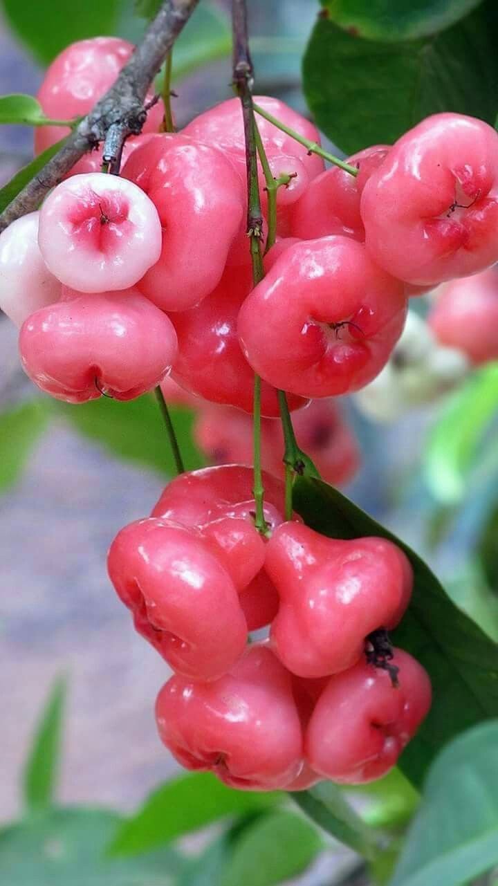 Яванское яблоко Syzygium samarangense