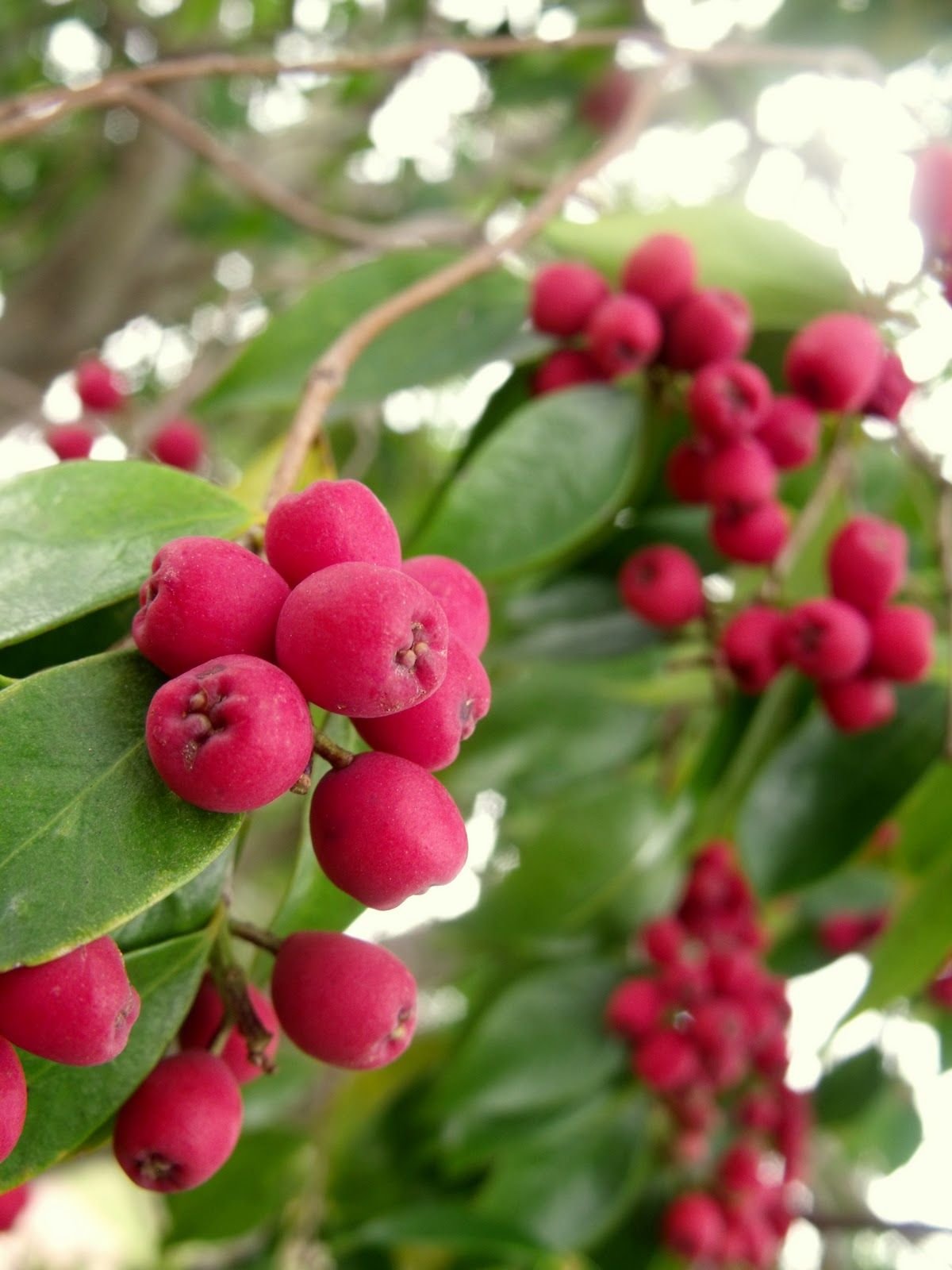 Syzygium luehmannii