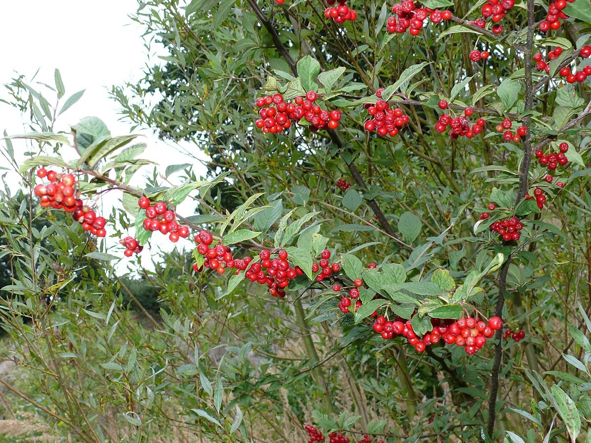 Кизильник Cotoneaster bullatus