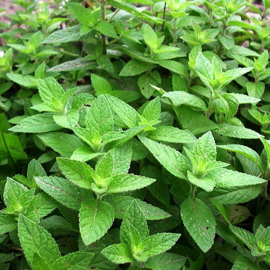 Мята Полевая (Mentha arvensis)
