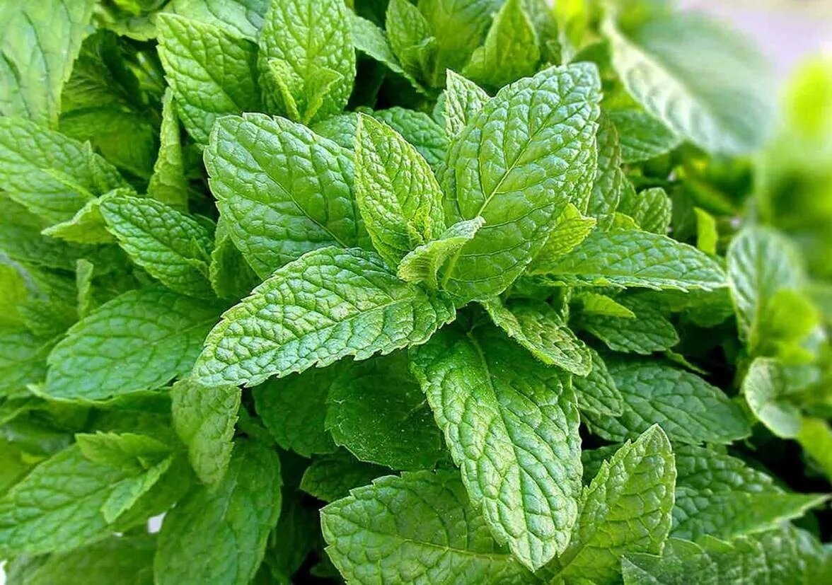 Мята перечная (Mentha piperita)