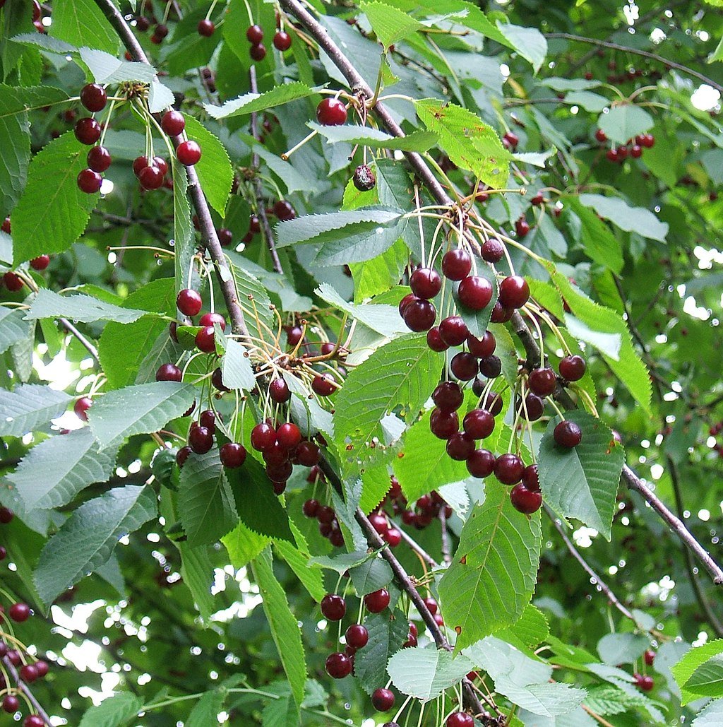 Вишня Птичья Prunus avium