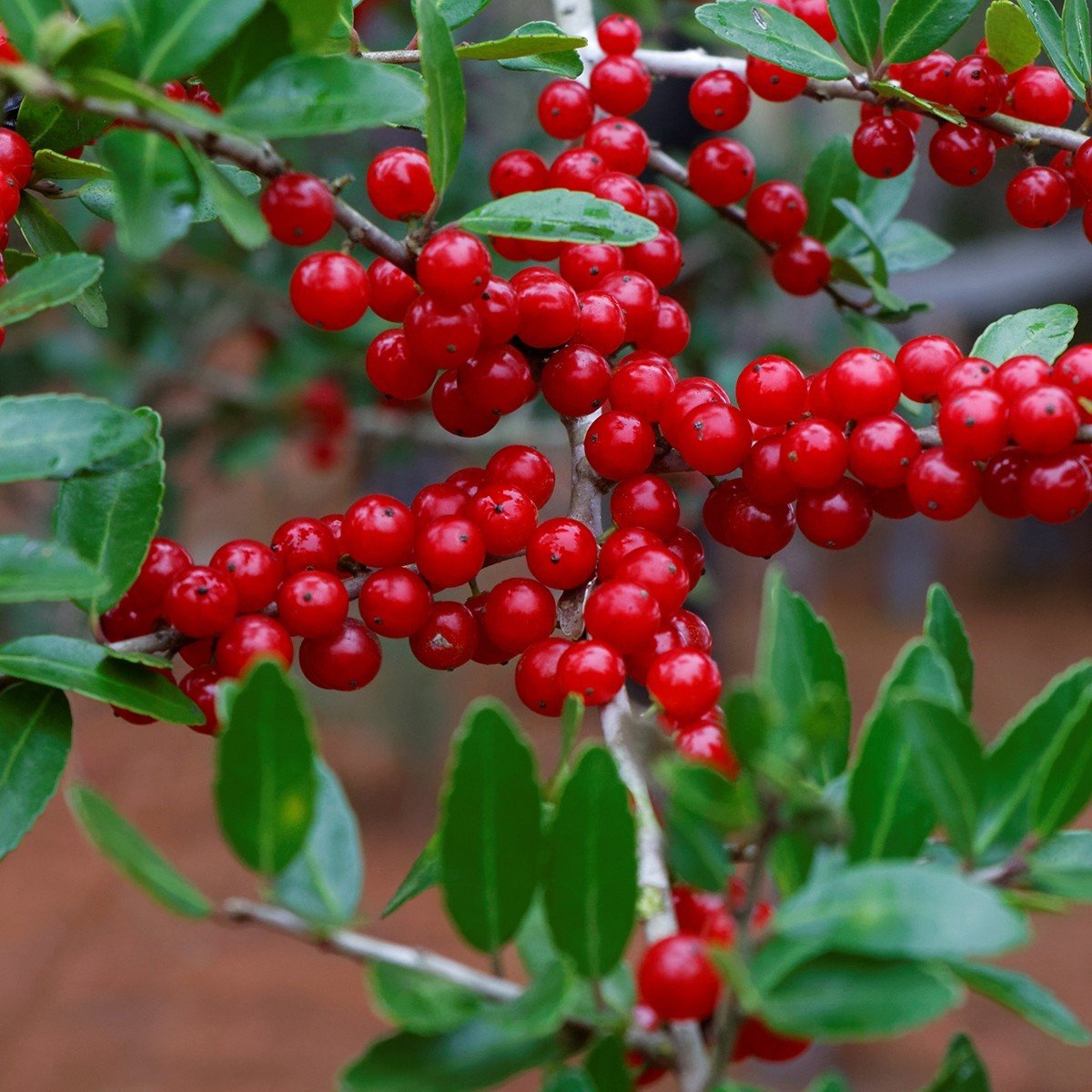 Падуб чайный Ilex vomitoria