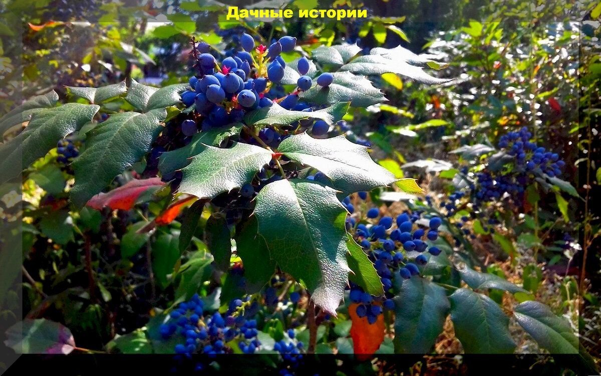 Магония "подуболистная