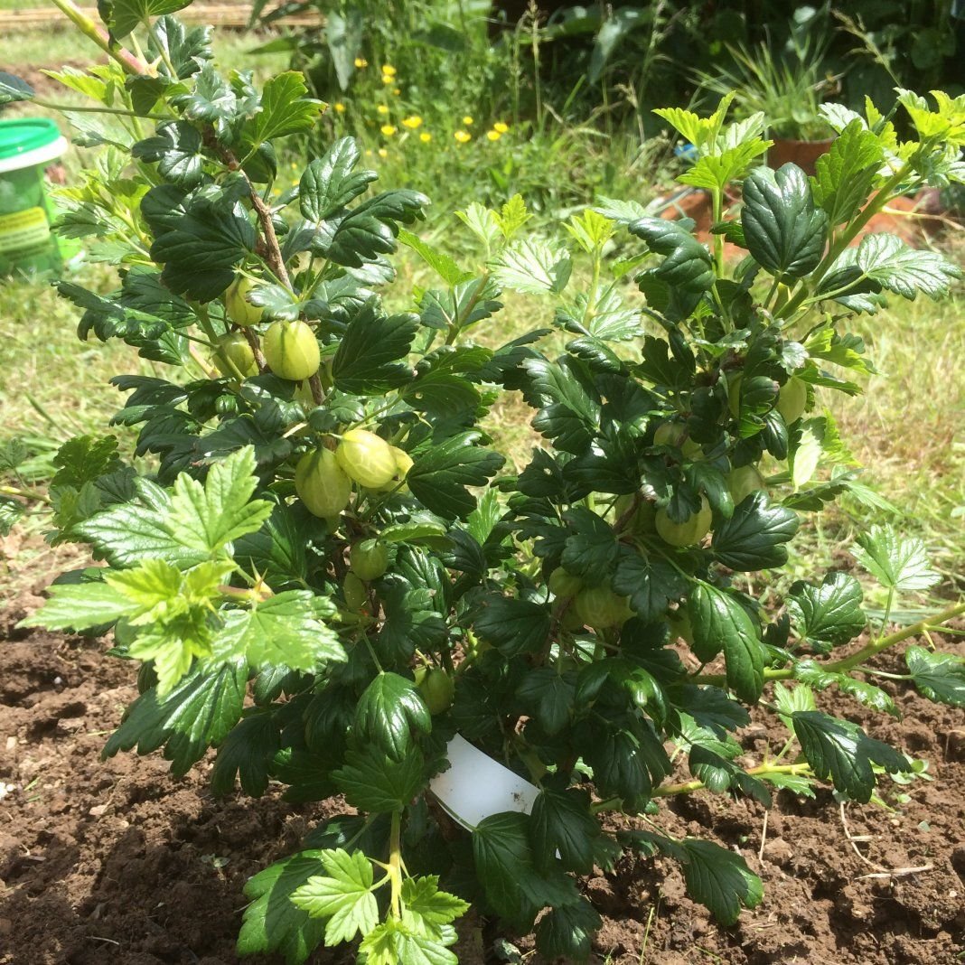 Крыжовник куст