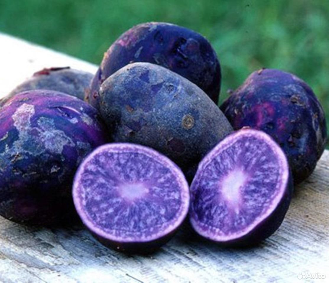 Сорт картофеля Северное сияние
