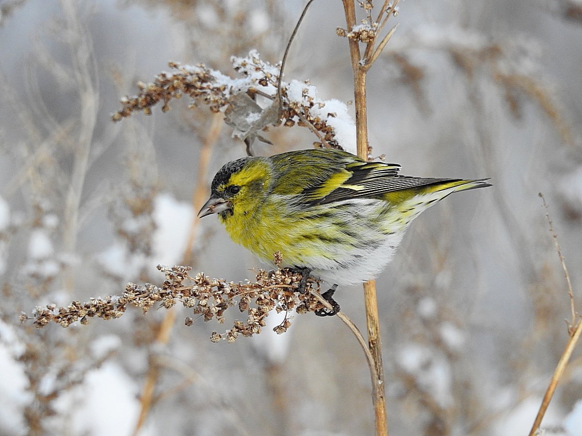Чиж (Spinus Spinus l.)
