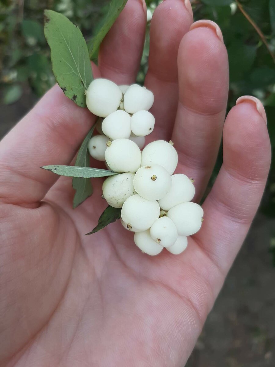 Снежноягодник Приречный