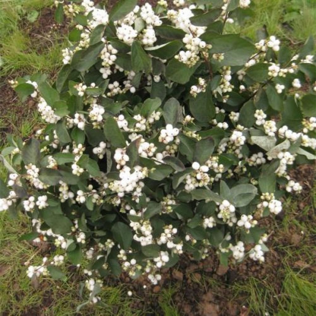 Снежноягодник куст
