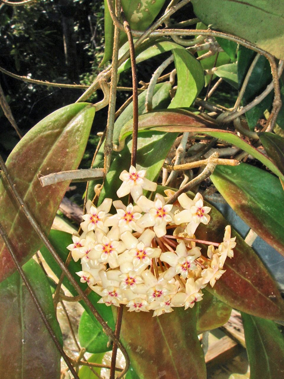 Хойя Buntok
