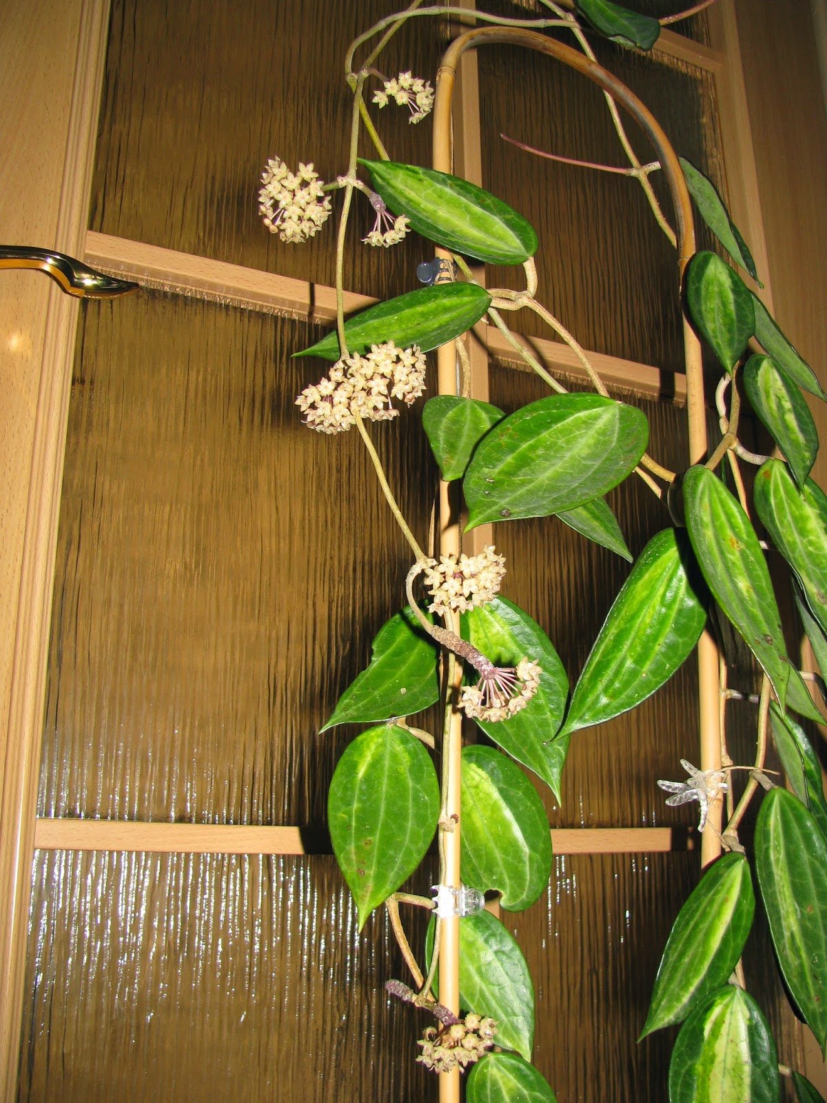 Hoya macrophylla variegata
