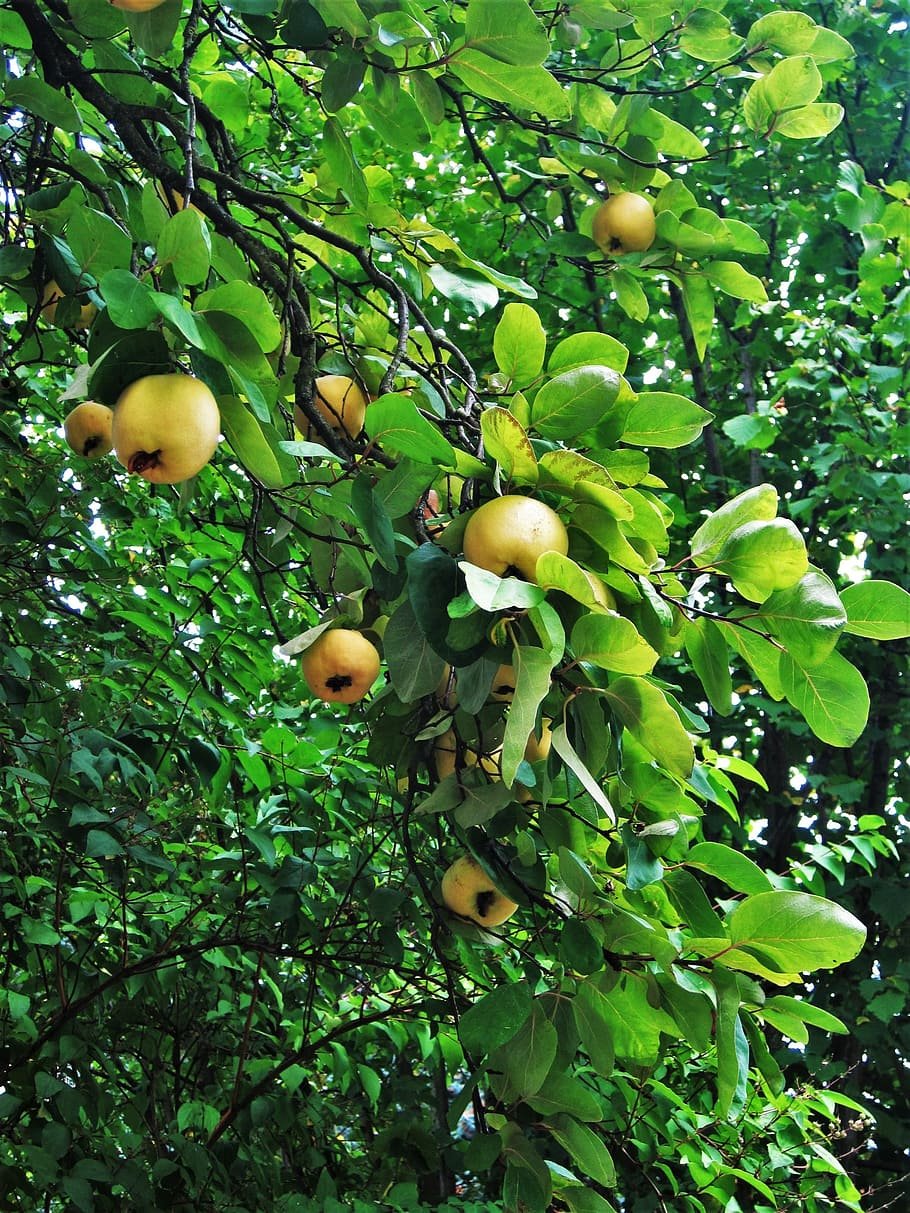 Яблоня айва