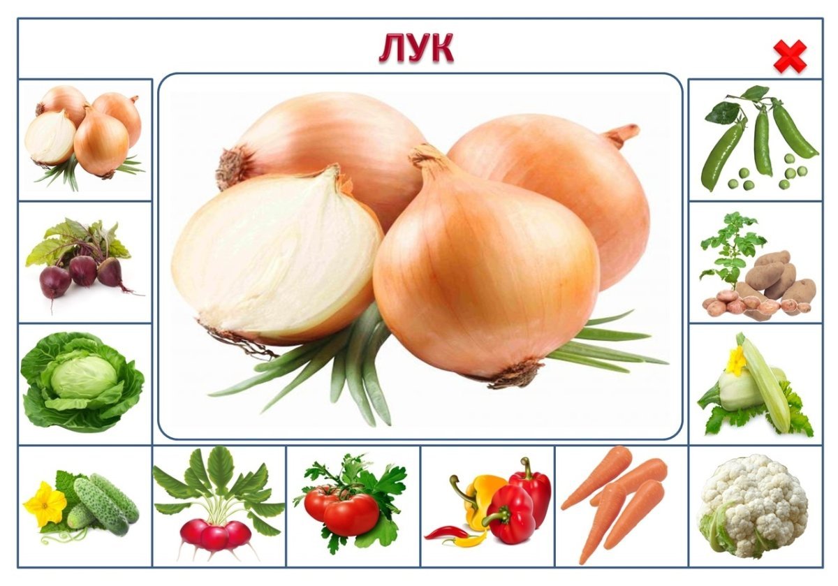Овощи растущие карточки для детей