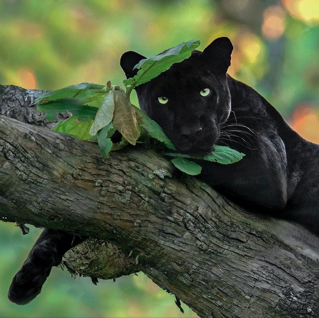 Черная пантера Nat geo Wild