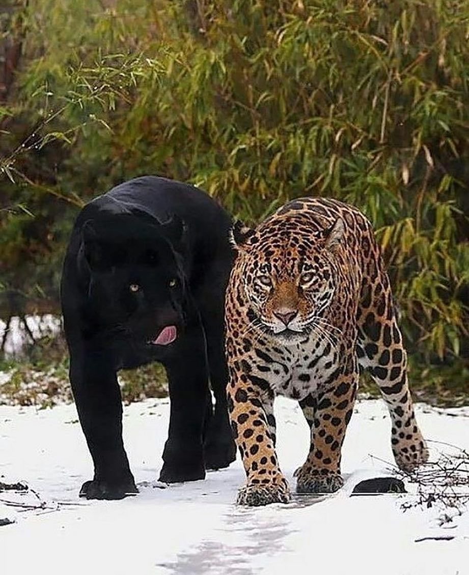 Гепард меланист
