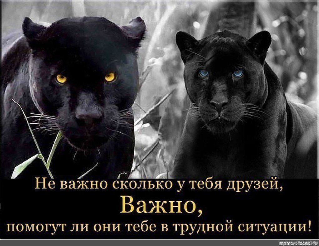 Цитаты про пантеру